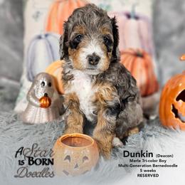 Bernedoodle Puppies from A Star is Born Doodles