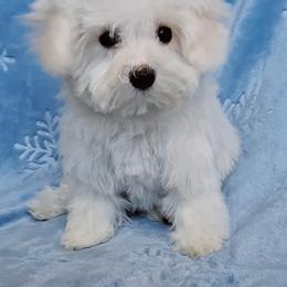 Maltipoo Puppies from Little Cupcakes and Little Punkins Maltipoos