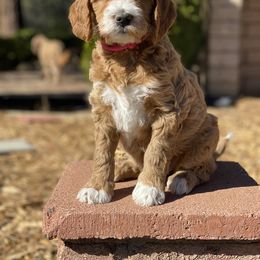 Goldendoodle Puppies from Willow Tree Goldendoodles