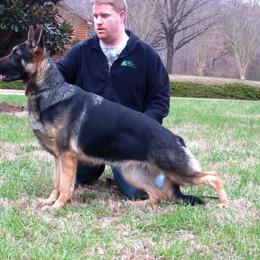 German Shepherd All Grown Up from DCAN's German Shepherds