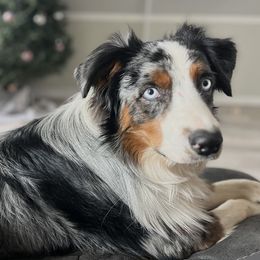 Marvel - Australian Shepherd