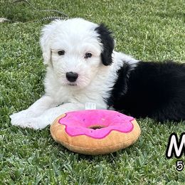 Maui - Sheepadoodle puppy in California from Sheepadoodles of Orange County