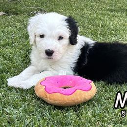 Maui - Sheepadoodle puppy in California from Sheepadoodles of Orange County