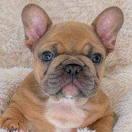 Male 2 - Blue fawn male French Bulldog puppy in Madison, Wisconsin from MadCity Frenchies