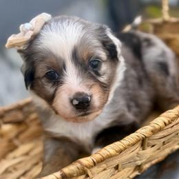 Purple - Blue merle female Miniature Australian Shepherd puppy in 32046, Florida from River Hill Ranch