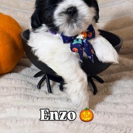 Shih Tzu Puppies from Our ShihTzu Family