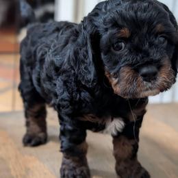Tika - Tri-color female Cavapoo puppy in Sunnyvale, Texas from Sunnytown Farm Cavapoos