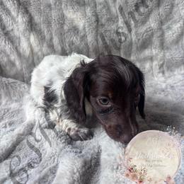 Cooper - Piebald male Dachshund puppy in Lufkin, Texas from CSW Dachshunds