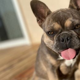 French Bulldogs from Spring's French Bulldogs
