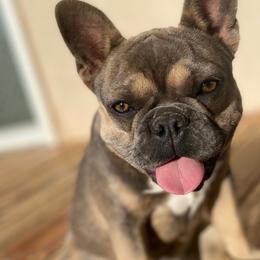 French Bulldogs from Spring's French Bulldogs