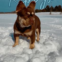 Reba Jo - French Bulldog