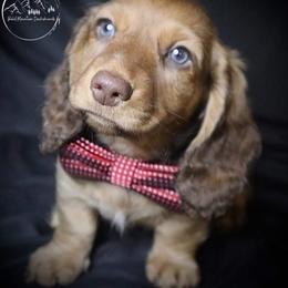 Dachshund Puppies from Bald Mountain Dachshunds