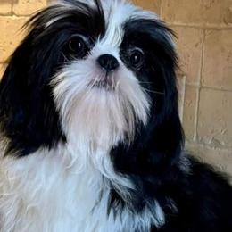 Bandit - Shih Tzu