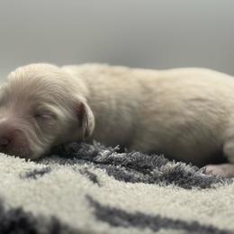 Ckc ee red female - Red female Dachshund puppy in Anderson, California from Golden Paws Dachshunds