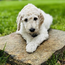 Goldendoodle Puppies from Table Rock Doodles