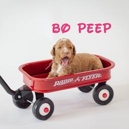 Bo Peep - Red  female Poodle puppy in Williamsburg, Ohio from Iaroli’s  Small Standard Poodles