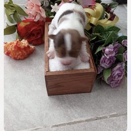 "2 nd " Yorkshire Terrier Puppies from ASA Yorkies