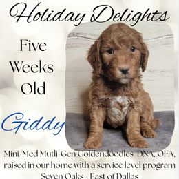 Giddy - Red  male Goldendoodle puppy in Scurry, Texas from 07 Seven Oaks Goldens and Doodles