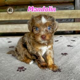 Mandolin - Merle female Bernedoodle puppy in Banner Elk, North Carolina from Walnut Tree Bernedoodles