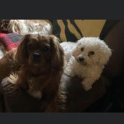 Cavachon puppies from Lindy’s Cavachons