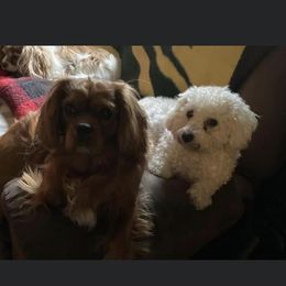 Cavachon puppies from Lindy’s Cavachons