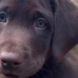 Labrador Retrievers from Breanna Rieland LaBounty