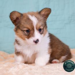 Figgy - Sable female Pembroke Welsh Corgi puppy in Karnack, Texas from Sureshot Corgis