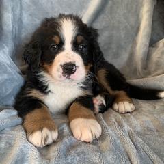 Girl 3 - female Bernese Mountain Dog puppy in Ferrum, Virginia from Joan's Bernese Mountain Dogs