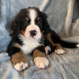 Girl 3 - female Bernese Mountain Dog puppy in Ferrum, Virginia from Joan's Bernese Mountain Dogs