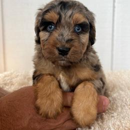 Honey - Blue merle female Aussiedoodle puppy in Omro, Wisconsin from Crystal Ridge Doodles