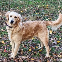 Belle - Golden Retriever