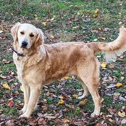 Belle - Golden Retriever