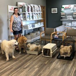 Reese (Orange collar) - Golden female Golden Retriever puppy in Webster City, Iowa from Whispering Pines Precious Puppies