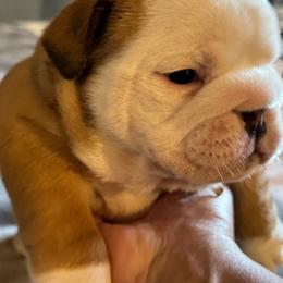 Jessie - Red and white female Bulldog puppy in Fayettville Ar, Arkansas from Ozark Bulldogs