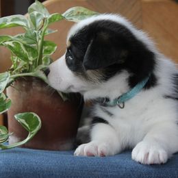 Quirk - Black and tan Pembroke Welsh Corgi puppy in Fair Grove, Missouri from Cross D Ranch Corgis