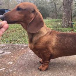 Gurly - Dachshund