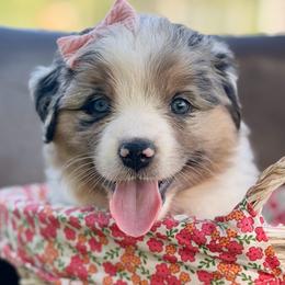 Pink collar - Blue merle female Miniature Australian Shepherd puppy in 32046, Florida from River Hill Ranch