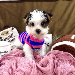Bonnie Bell - Parti female Yorkshire Terrier puppy in Fairview, West Virginia from Prims Puppies LLC
