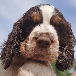 Vale - Liver and white female English Springer Spaniel puppy in Hephzibah, Georgia from Sidel's Springers