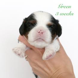 Green - Tri-color male Cavalier King Charles Spaniel puppy in Flagstaff, Arizona from Cadelia Cavalier King Charles Spaniels