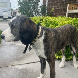 Maggie - Bernedoodle