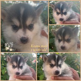 Keanu - Tri-color male Pomsky puppy in Riverside, California from LittleLoyalzLLC