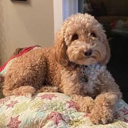 Georgia - Goldendoodle