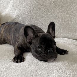 French Bulldogs and Pugs from Felzar