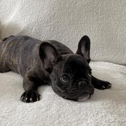 French Bulldogs and Pugs from Felzar