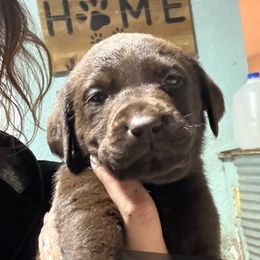 David - Chocolate male Labrador Retriever puppy in Baldwin City, Kansas from Hedge Lane Labradors