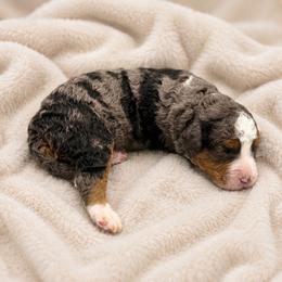 Cactus - Blue merle male Bernedoodle puppy in Royse City, Texas from Platinum Bernedoodles of Texas