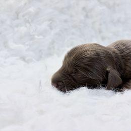 Hershey - Chocolate female Dachshund puppy in Sterling, Colorado from Country Chics Doxies