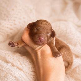 Willie - Apricot male Goldendoodle puppy in Millville, California from Hope Lane Kennels