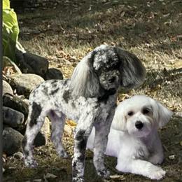 Maltipoos from Susan's Poodles Plus